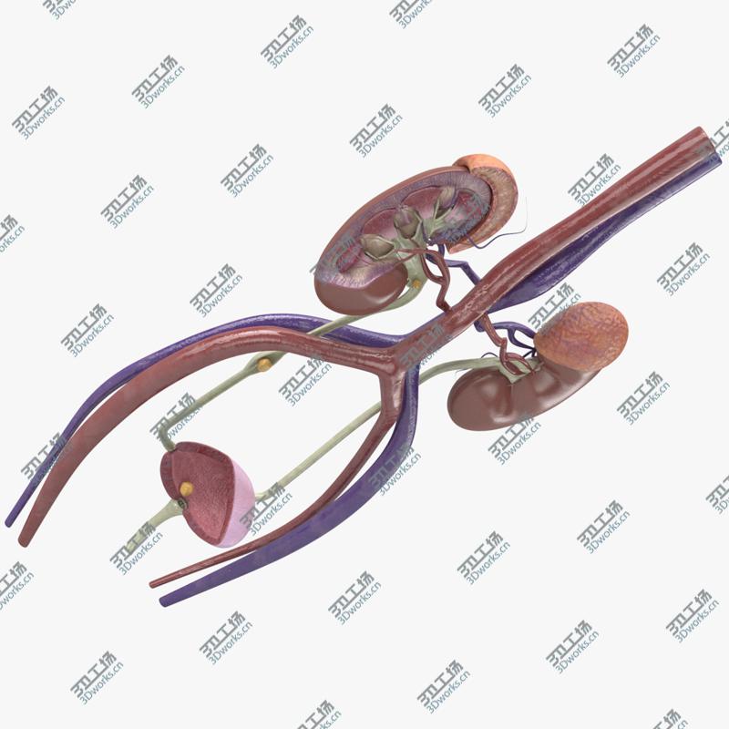 images/goods_img/2021040164/3D Female Urinary Tract/1.jpg